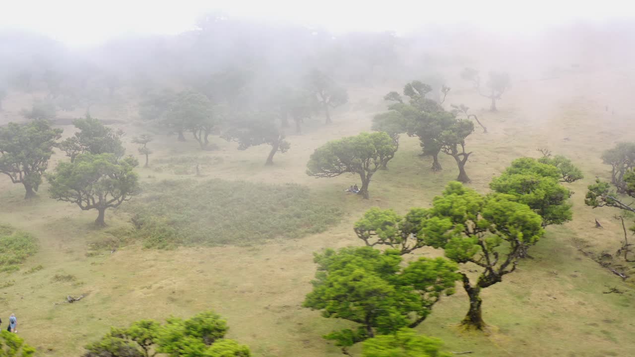 마데이라에서 숲 fanal의 조감도