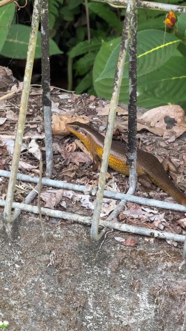 Common Sun Skink Resting on Concrete Wall Behind Metal Fence