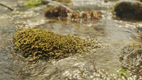 close up of plant in the river