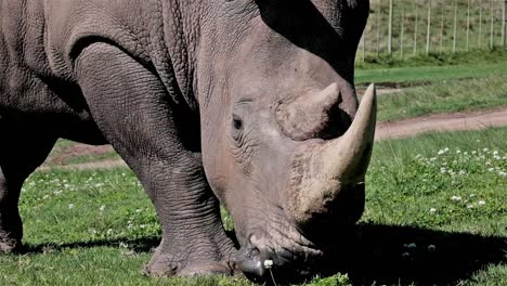 Nashorn-Mit-Hörnern-Im-Takt,-Das-Auf-Gras-Weidet