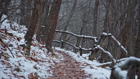 Light-snowfall-in-woods-and-trail-littered-with-leaf-debris