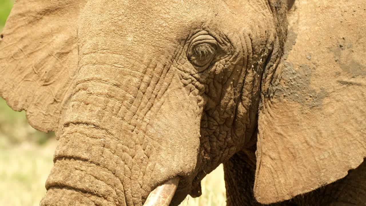 식욕 을 가지고 무언가를 는 소박 한 코끼리 의 클로즈업