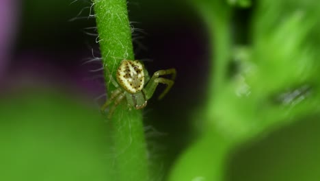 closeup footage of a crab spider in a geranium plant stem