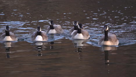 Kanadagänse-Schwimmen-In-Richtung-Ufer