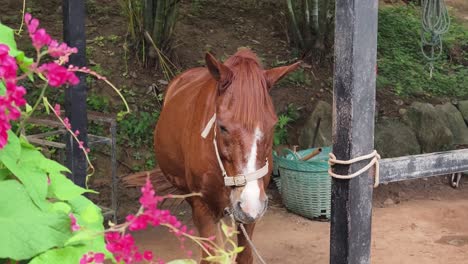 caballo marrón en un establo