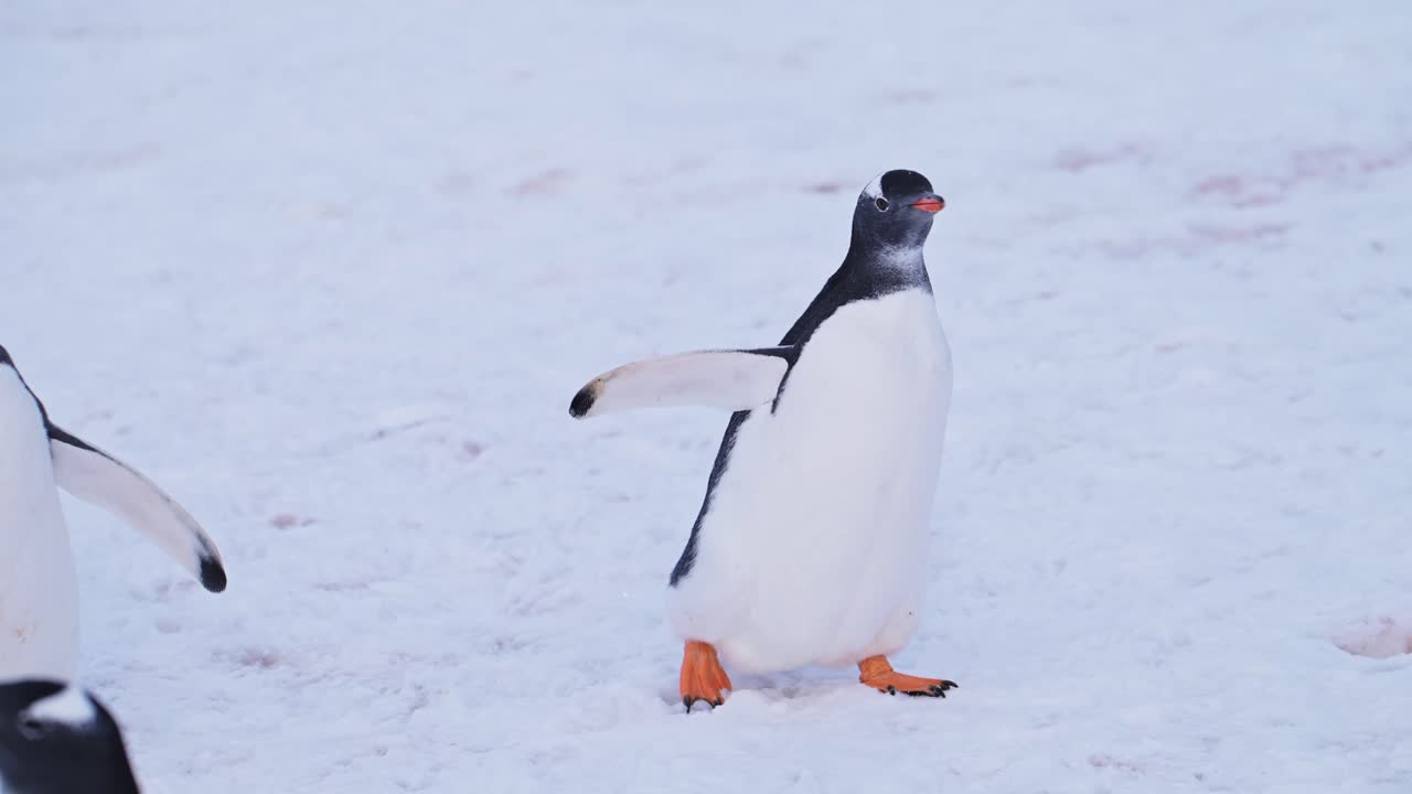 pingüinos en cámara lenta caminando sobre la nieve en la antártida, toma de ángulo bajo de pingüinos gentoo en tierra nevada de invierno en vida silvestre y animales gira por la península antártica con escena nevada blanca