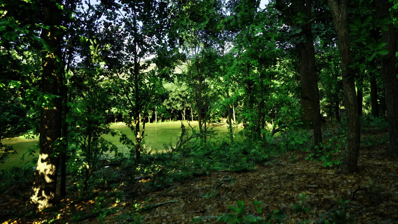 Rigoglioso bosco con vegetazione lussureggiante che circonda una serena radura