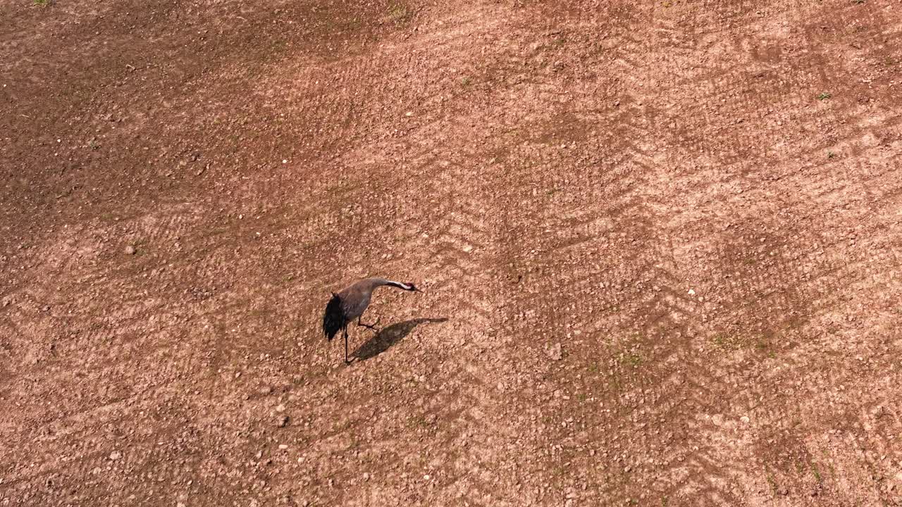 A pair of cranes walking across an open, bare field from a top-down perspective