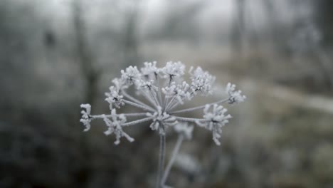 close up shot of white frost stuck on dry fennel weed on cold winter day