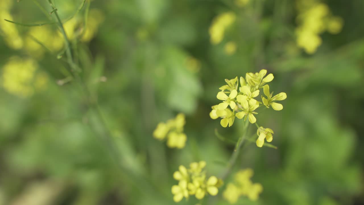 flores de mostaza están floreciendo en el vasto campo