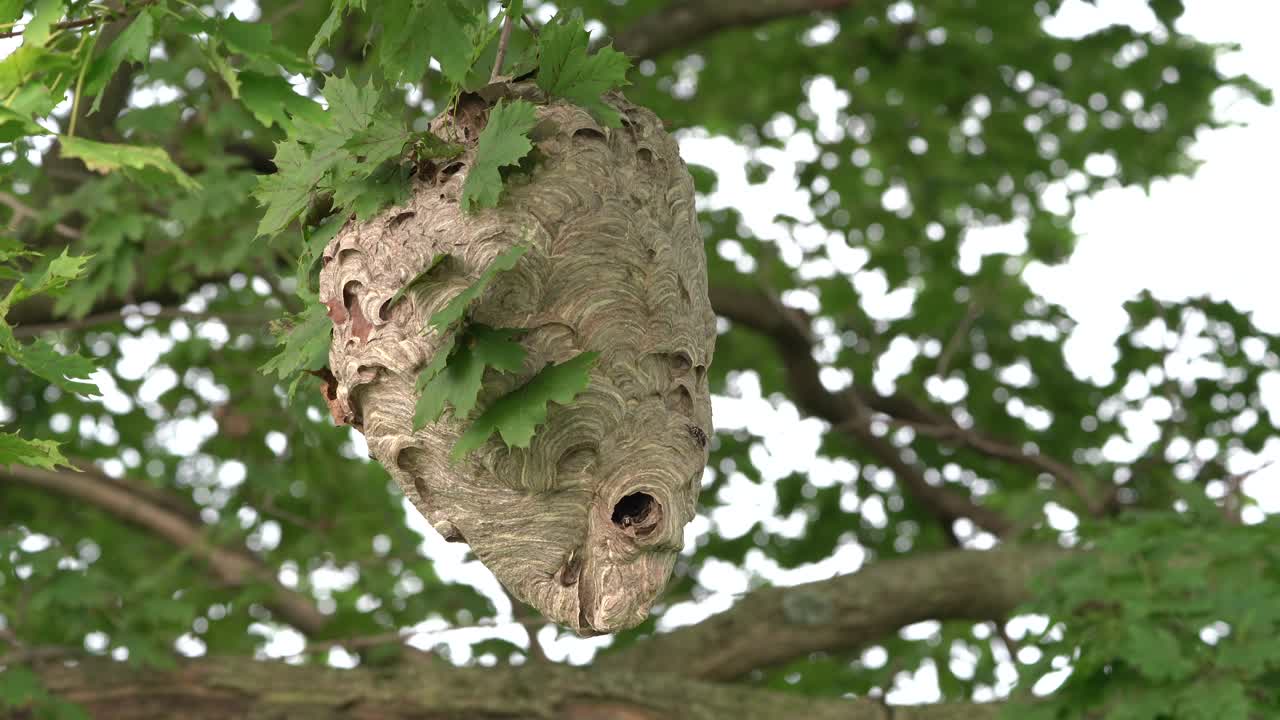 A large hornets nest hanging in a tree and blowing in the wind