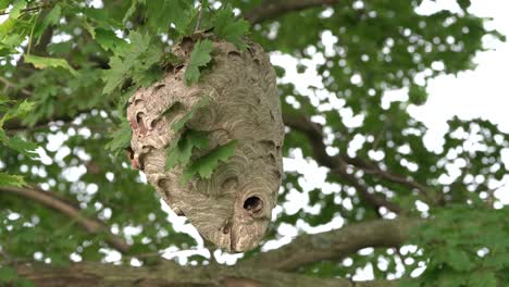 A-large-hornets-nest-hanging-in-a-tree-and-blowing-in-the-wind