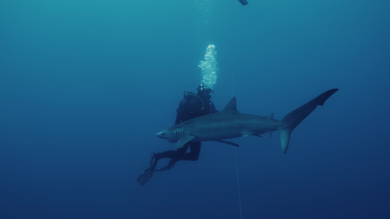 tiburón azul nadando hacia el buzo durante una aventura de buceo con tiburones