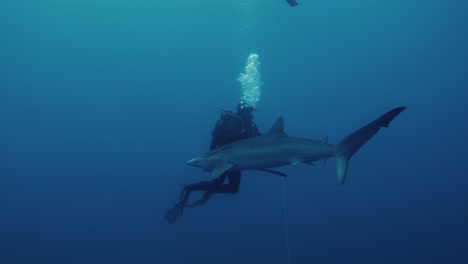 blue shark swimming towards diver during a shark dive adventure