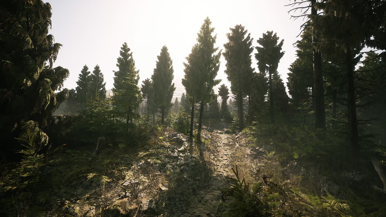 빛은 은 캐나다 숲의 높은 나무들을 통해 필터링됩니다.