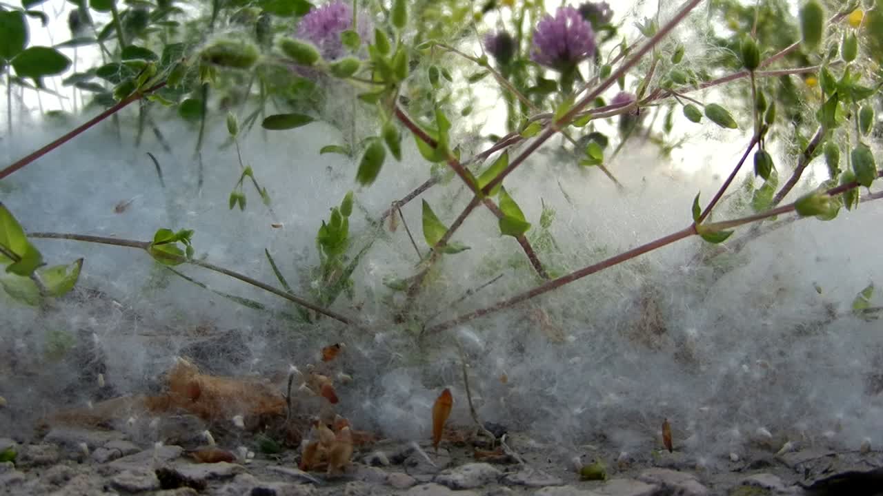 Close-up em flores, grama e pólen de álamo em um dia ensolarado de primavera na Itália
