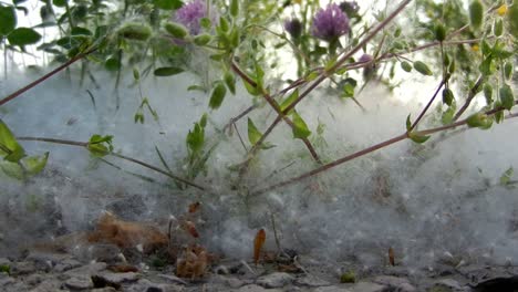 Primer-Plano-Sobre-Hierba-De-Flores-Y-Polen-De-álamo-En-Un-Soleado-Día-De-Primavera-En-Italia