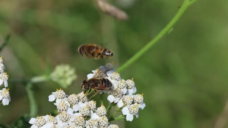 Balzverhalten-Bei-Schwebfliegen.-Britische-Inseln