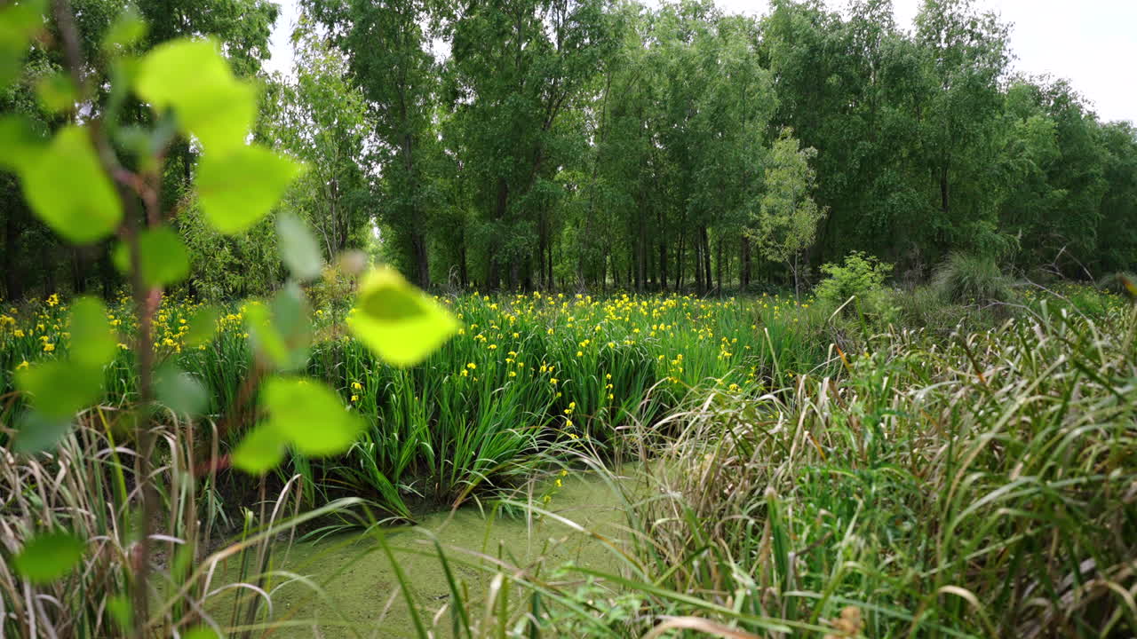 Wild yellow irises grow in a swampy wetland area surrounded by trees and lush vegetation