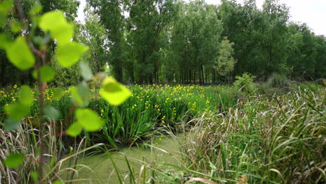 wild yellow irises grow in a swampy wetland area surrounded by trees and lush vegetation