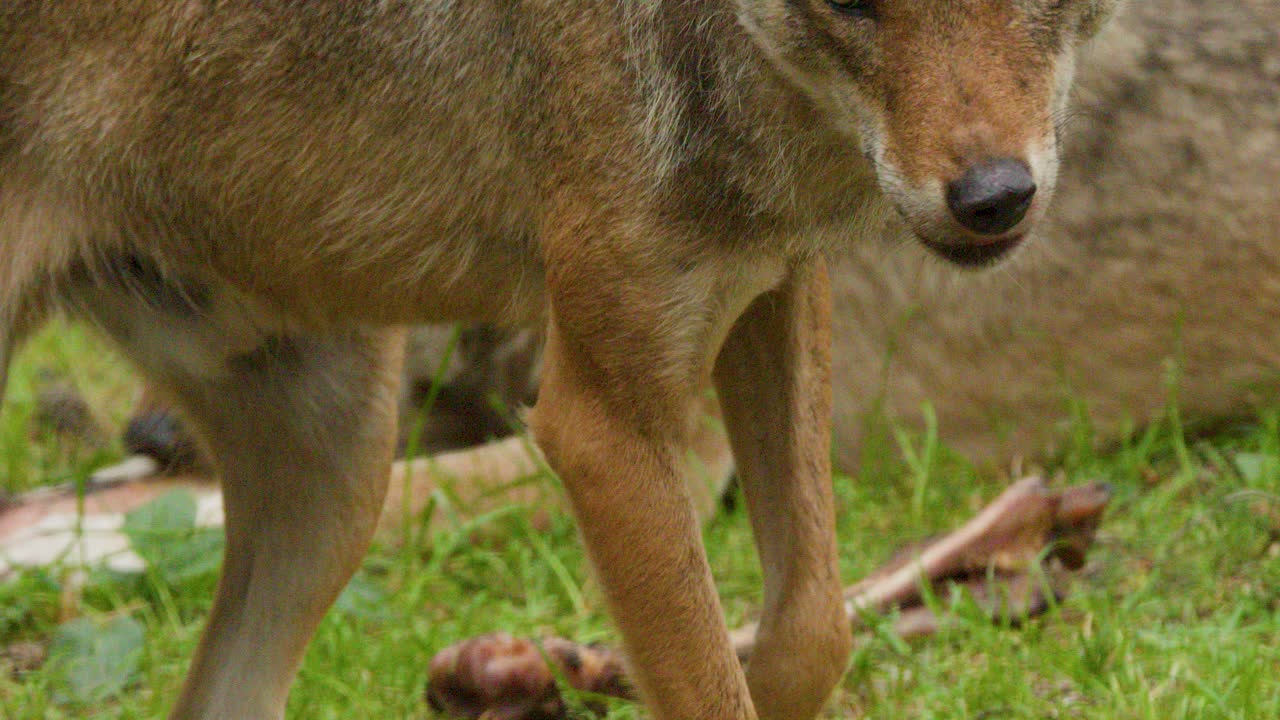 Wolf chews bone on grassy ground, natural daylight, steady camera, close-up wildlife behavior study