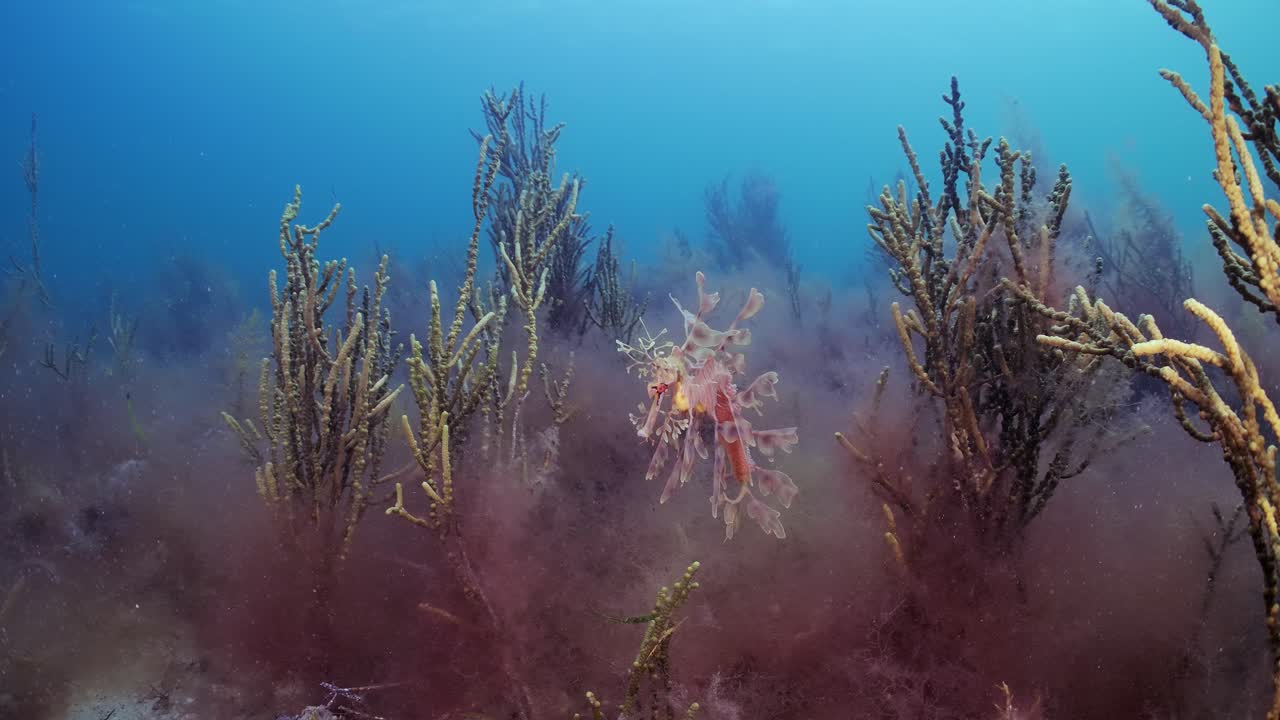dragón de mar frondoso con huevos 4k cámara lenta sur de australia