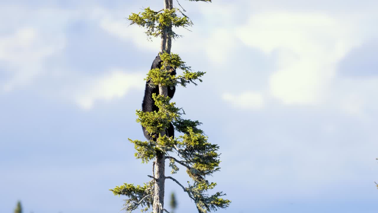 캐나다 퀘벡 타두삭의 나무에 있는 흑곰 새끼