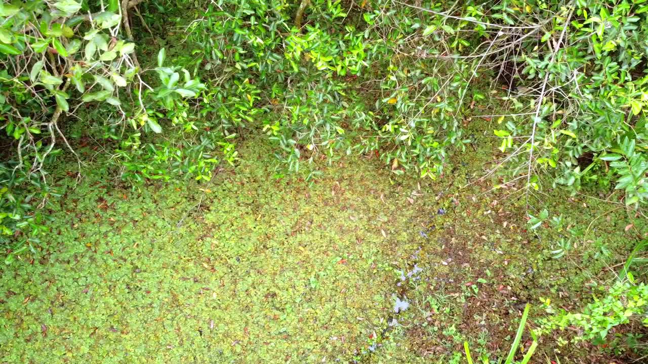 Vista dall'alto di una lussureggiante foresta paludosa verde con acqua algosa e fitta vegetazione tropicale