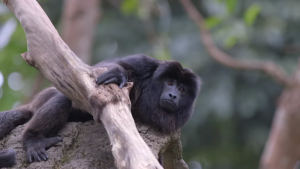 un hermoso mono aullador negro descansando sobre un montículo hecho por un árbol en el bosque - cámara lenta