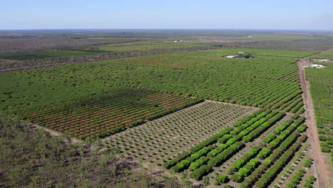 Drohnenaufnahmen-Einer-Mangofarm.-Ackerland-Im-Ländlichen-Outback-Australiens-1