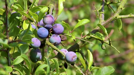 Schlehen,-Die-An-Einem-Ast-Hängen-Und-Darauf-Warten,-Gepflückt-Und-Zum-Würzen-Von-Gin-Verwendet-Zu-Werden