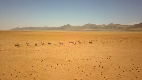 4k drone footage flying from right to left around oryx and antelopes as they roam across namibia’s desert, with yellow-orange sand and towering rock formations creating a breathtaking wildlife scene.