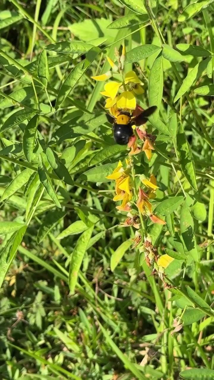Carpenter Bee Pollinating Yellow Wildflowers in a Sunny Meadow