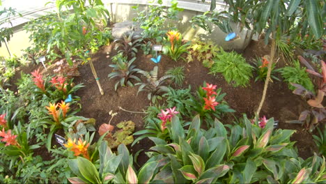 Blue-Morpho-butterflies-paly-in-a-botanical-garden---slow-motion