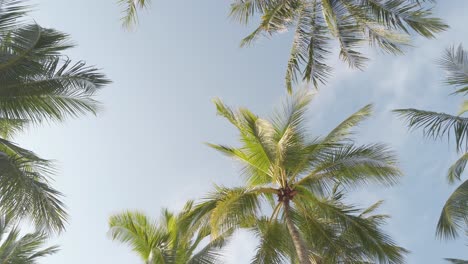 slowmotion view of coconut palm trees against sky near beach on the tropical island with sunlight through