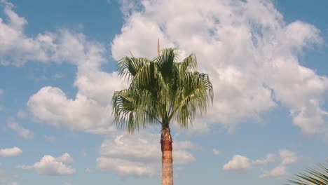 Palme-Spanisch-Sonne-Weiss-Wolken-Blauer-Himmel