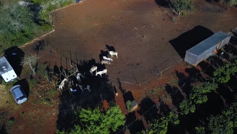 Aerial-shot-of-a-horse-farm-in-algarve,-south-of-portugal-in-4k