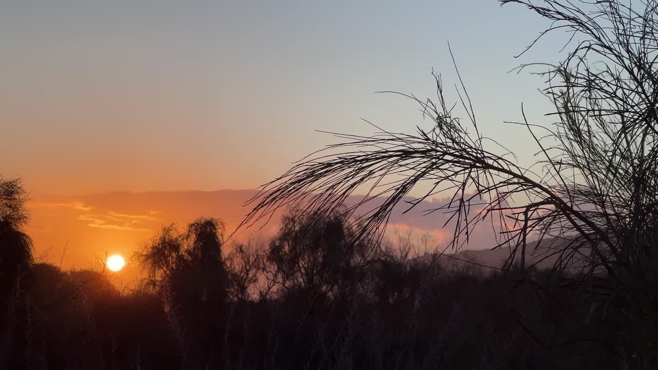 close-up of a branch with a beautiful red sunset in the background
