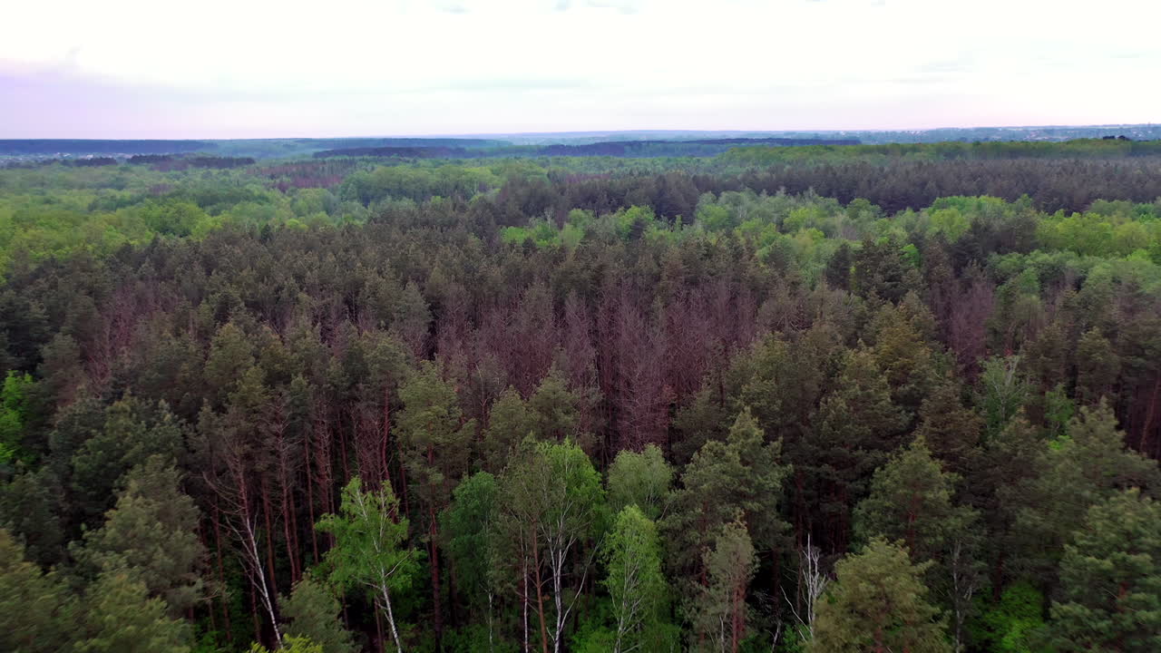 Native Forest Landscape From Drone. Beautiful bird eye view of green tree forest background