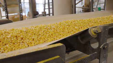 corn kernels on a conveyor belt