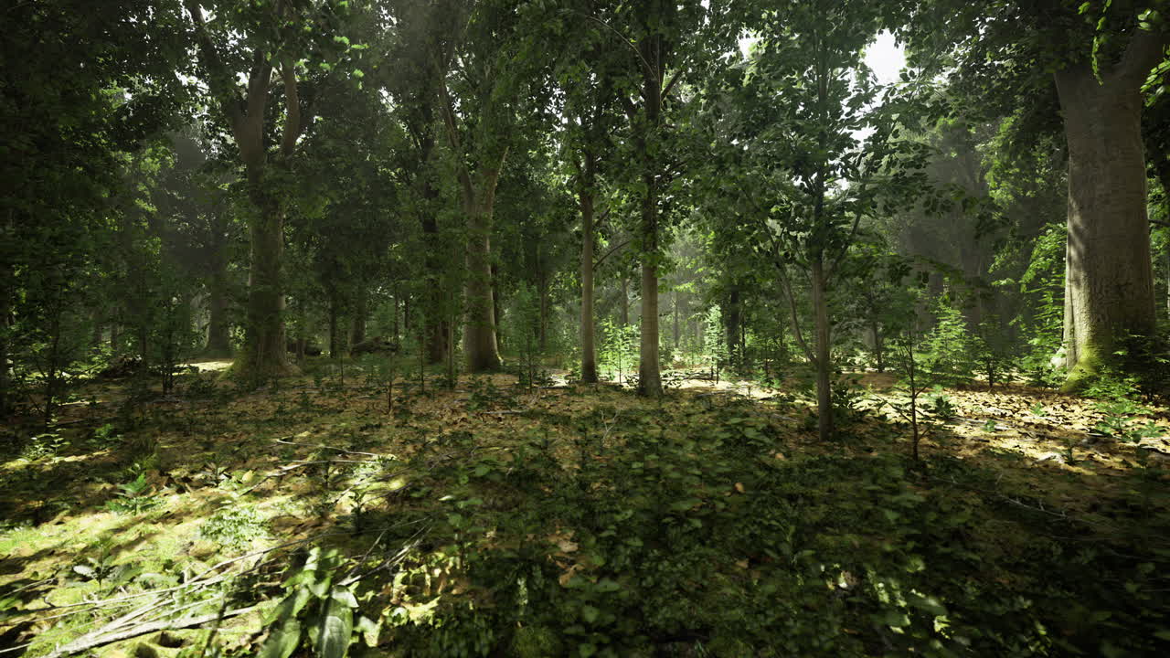 Serene woodland glade with sun filtering through lush green foliage
