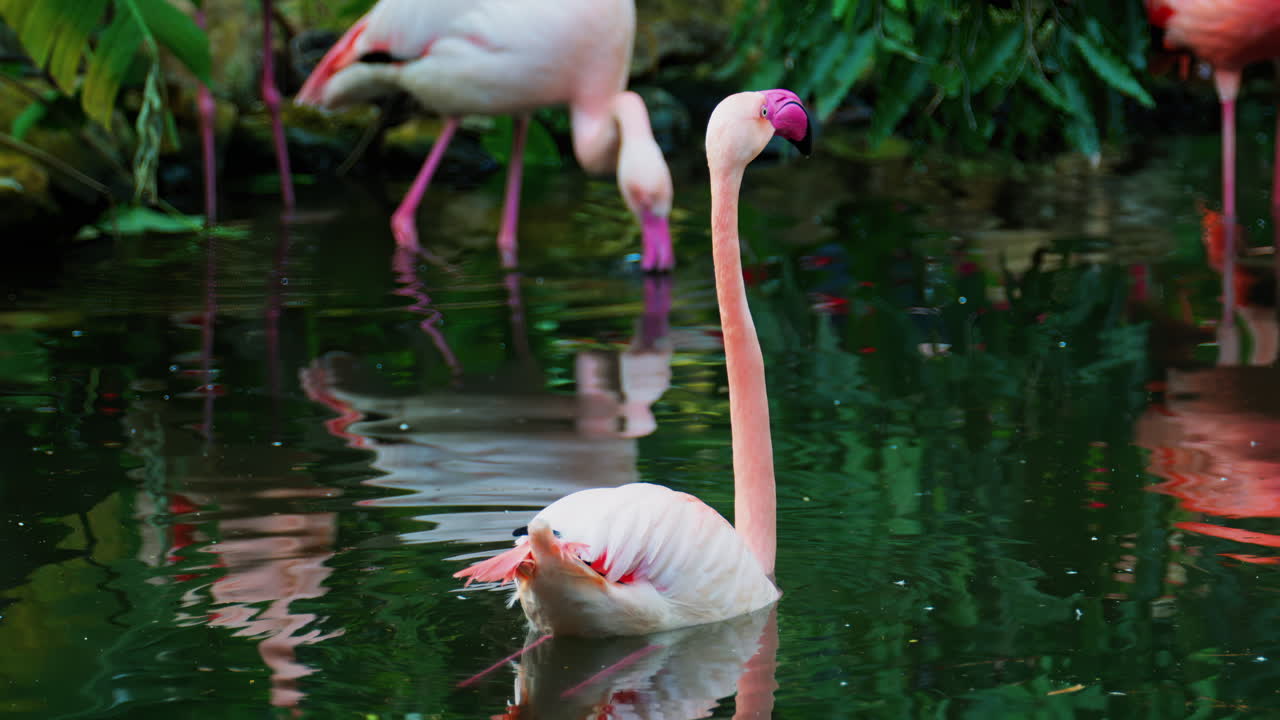 Close up of beautiful, pink flamingo moving in water at a zoo