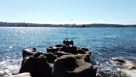 black cormorant perched on the rocks near the royal botanic gardens in sydney, nsw