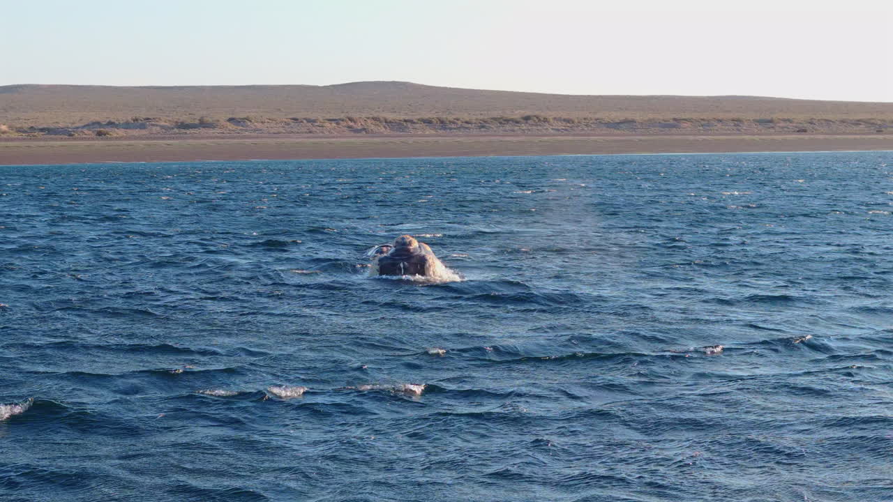 Aerial view of a southern right whale breaching near Península Valdés, dynamic and scenic marine moment, mist and spray rises from surface