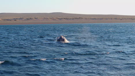 aerial view of a southern right whale breaching near península valdés, dynamic and scenic marine moment, mist and spray rises from surface