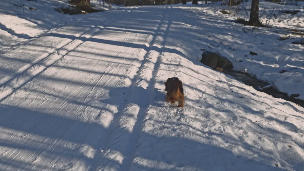 From the owner's POV, the camera captures a brown long-haired dachshund happily strolling through a snowy forrest. The dog's tail wags with joy, as the morning sunlight filters through the trees.