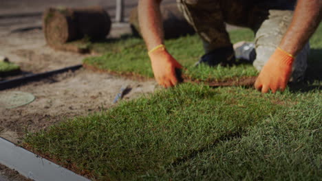 a team of workers lays a rolled lawn in the yard of the house