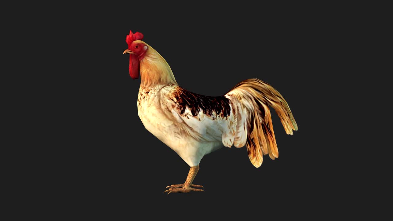 un gallo parado sobre un fondo negro, animación en 3d, animales animados, animación en bucle sin costuras