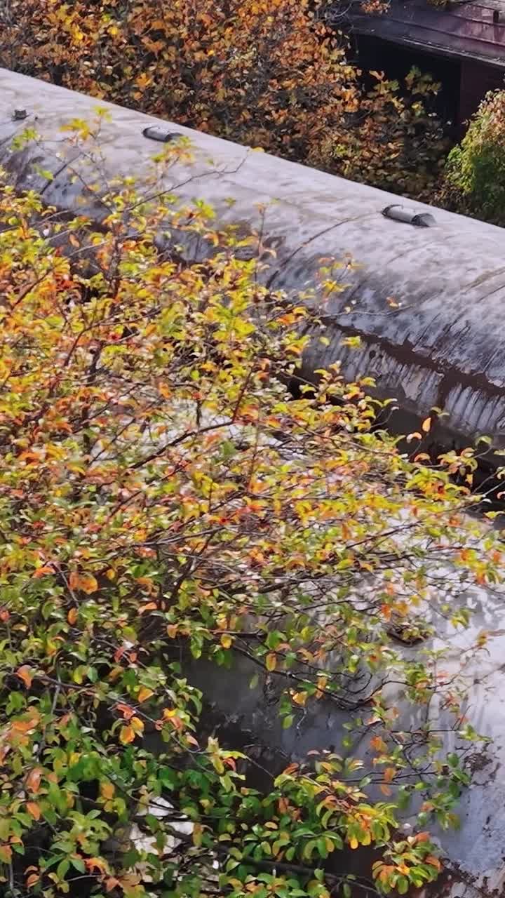 Old train cars overgrown with trees in Greece during autumn season