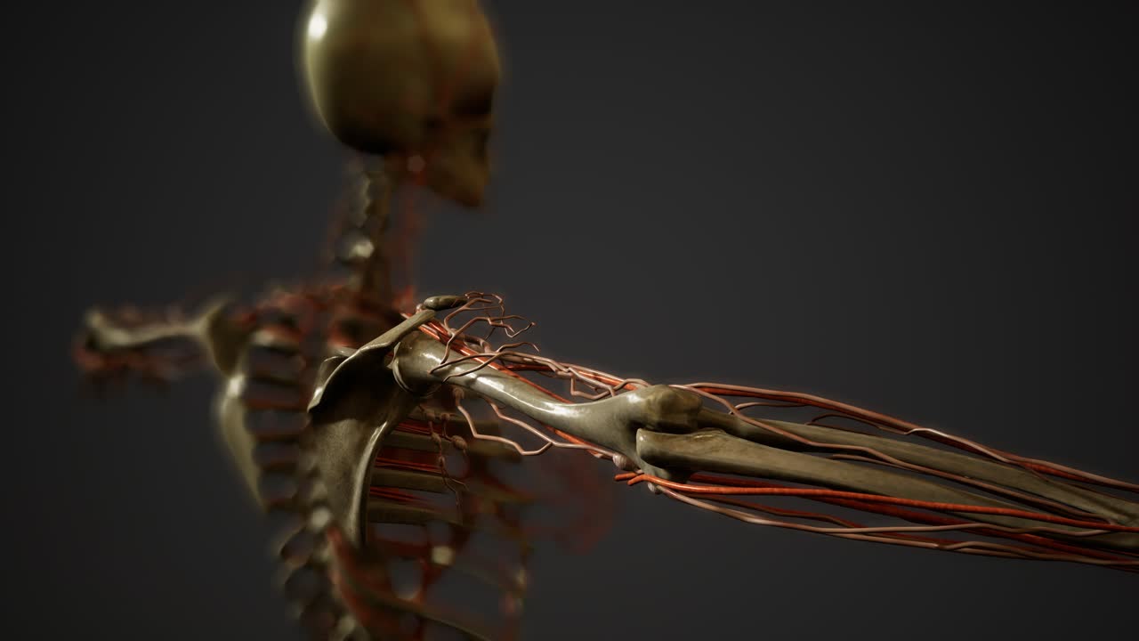 anatomía de los vasos sanguíneos del cuerpo humano